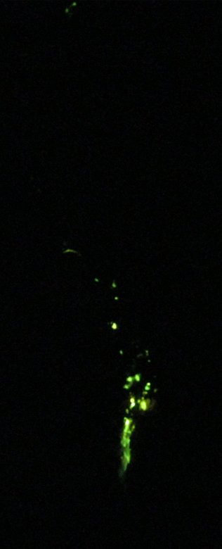 A bioluminescent worm appearing as a glowing green smudge