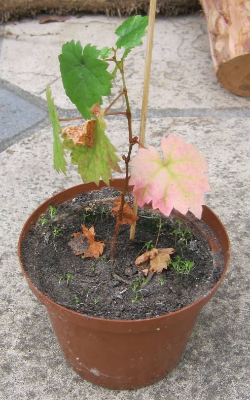 Young grapevine in a small pot